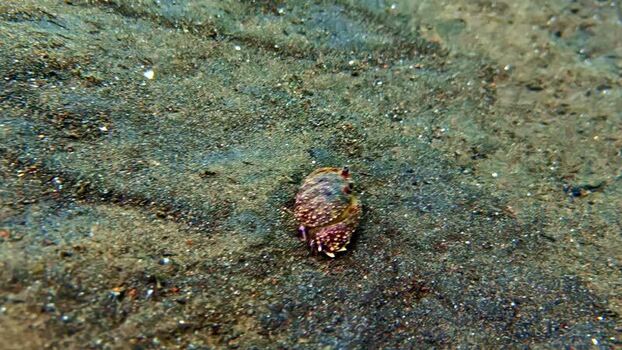 View of a small crab on the sandy seabed in Bali Indonesia.
