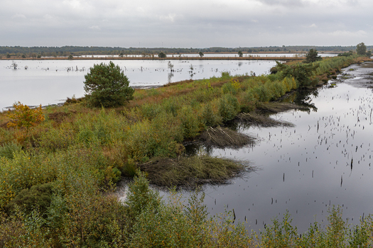 View of Tiste Bauernmoor with its marshy landscape calm water scattered trees and shrubs under an overcast sky in Tiste Niedersachsen Germany.