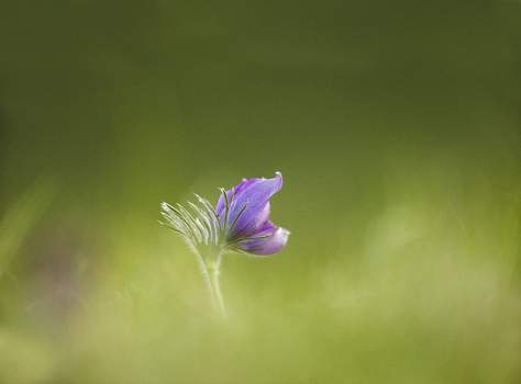 View of a single purple Pasque flower blooming in a green meadow in Cambridgeshire United Kingdom. View of a single purple Pasque flower blooming in a green meadow in Cambridgeshire United Kingdom.