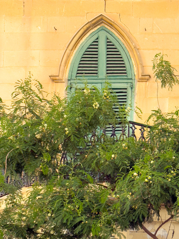 View of the vibrant green shutters of an arched window contrast against the warm yellow stone of a Valletta building framed by lush greenery Valletta Malta. View of the vibrant green shutters of an arched window contrast against the warm yellow stone of a Valletta building framed by lush greenery Valletta Malta.