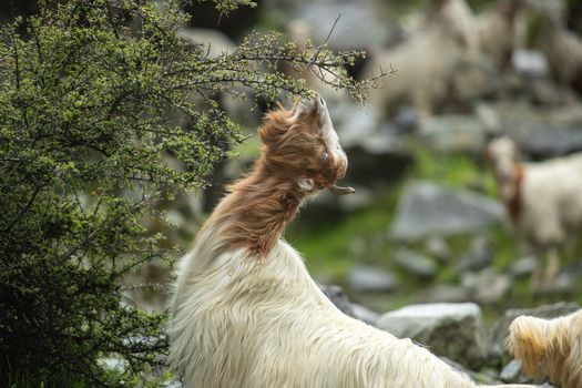 View of a long haired goat grazing on a thorny green bush in a rocky mountain landscape Jaglot Gilgit Pakistan. View of a long haired goat grazing on a thorny green bush in a rocky mountain landscape Jaglot Gilgit Pakistan.