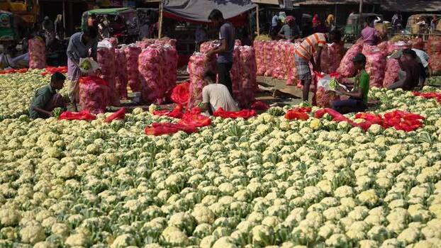 View of workers packing cauliflowers at a market Bangladesh. View of workers packing cauliflowers at a market Bangladesh.