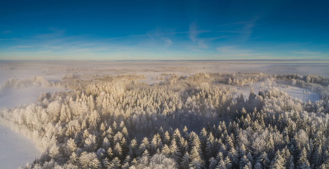Aerial view of a frost covered pine forest blanketed in snow under a clear blue sky during a cold winter morning in Latvia. Aerial view of a frost covered pine forest blanketed in snow under a clear blue sky during a cold winter morning in Latvia.