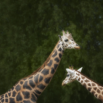 View of two giraffes with distinctive spotted patterns standing against a backdrop of dark green trees in Poland.