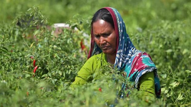 View of a woman harvesting chili peppers in a field Bangladesh. View of a woman harvesting chili peppers in a field Bangladesh.