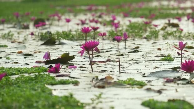 View of pink water lilies blooming in a pond Bangladesh. View of pink water lilies blooming in a pond Bangladesh.