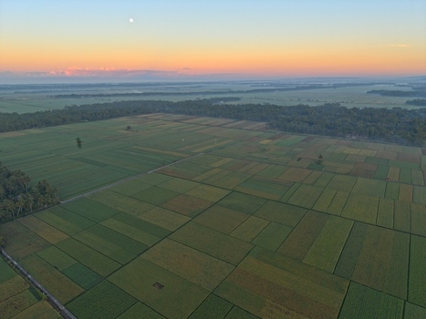 Aerial view of lush green rice fields stretching across the landscape under a soft sunrise sky in Kutoarjo Central Java Indonesia. Aerial view of lush green rice fields stretching across the landscape under a soft sunrise sky in Kutoarjo Central Java Indonesia.