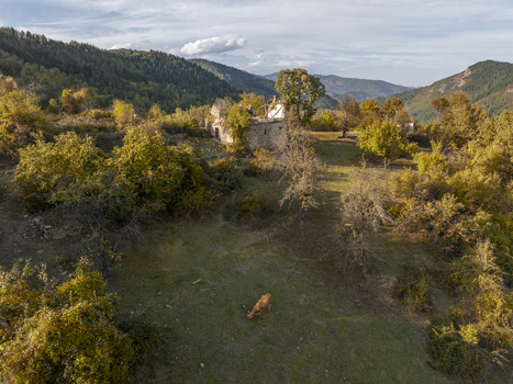 Aerial view of a lone cow grazing in a field near the ruins of an old stone building surrounded by autumn trees and rolling hills in Dyadovtsi Kardzhali Province Bulgaria. Aerial view of a lone cow grazing in a field near the ruins of an old stone building surrounded by autumn trees and rolling hills in Dyadovtsi Kardzhali Province Bulgaria.
