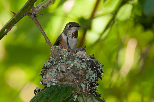 View of a mother hummingbird tending to her chicks in a lichen covered nest nestled within green foliage in Canada. View of a mother hummingbird tending to her chicks in a lichen covered nest nestled within green foliage in Canada.