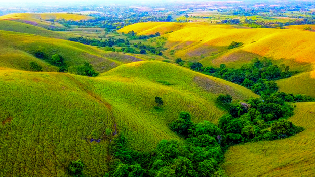 Aerial view of the rolling grassy hills of Wairinding with lush vegetation and golden sunlight in Waingapu City East Nusa Tenggara Indonesia.