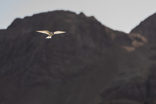 View of an Arctic Tern in flight against a blurred mountainous background at Jason Harbour South Georgia and the South Sandwich Islands. View of an Arctic Tern in flight against a blurred mountainous background at Jason Harbour South Georgia and the South Sandwich Islands.