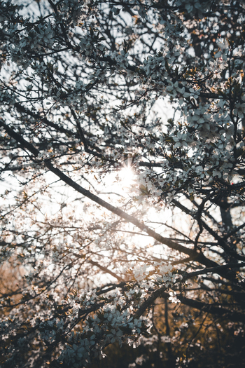 View of white blossoms on tree branches backlit by the sun on Vormsi Laane County Estonia. View of white blossoms on tree branches backlit by the sun on Vormsi Laane County Estonia.