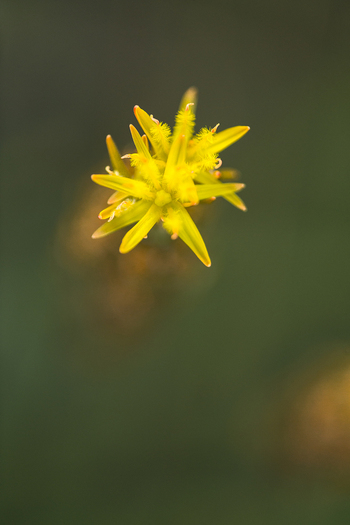 View of a vibrant yellow Bog Asphodel flower in bloom with delicate petals and a soft blurred green background in Scotland United Kingdom. View of a vibrant yellow Bog Asphodel flower in bloom with delicate petals and a soft blurred green background in Scotland United Kingdom.