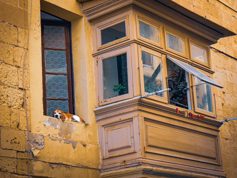 View of a dog lounges on a weathered windowsill beside an ornate bay window blending old world charm with the simple pleasures of life Valletta Malta. View of a dog lounges on a weathered windowsill beside an ornate bay window blending old world charm with the simple pleasures of life Valletta Malta.