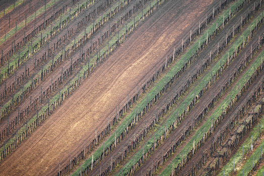 View of diagonal rows of a vineyard with wooden stakes and green grass under soft light Cejkovice South Moravian Region Czechia. View of diagonal rows of a vineyard with wooden stakes and green grass under soft light Cejkovice South Moravian Region Czechia.