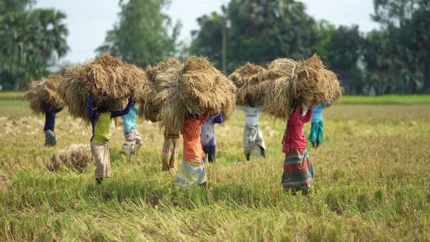 View of farmers carrying harvested straw in a field Bangladesh. View of farmers carrying harvested straw in a field Bangladesh.