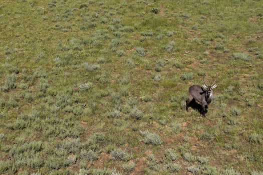 Aerial view of a waterbuck standing in the green savanna with scattered shrubs under bright sunlight Waterberg District Municipality Limpopo South Africa. Aerial view of a waterbuck standing in the green savanna with scattered shrubs under bright sunlight Waterberg District Municipality Limpopo South Africa.