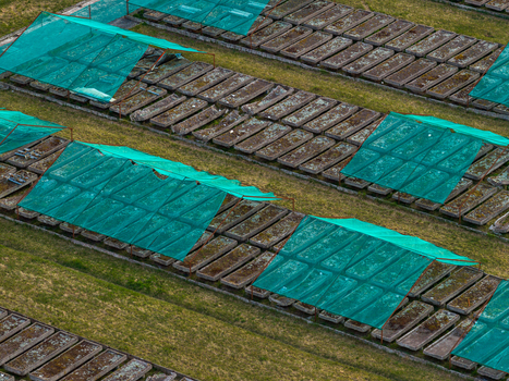 Aerial view of rows of concrete drying beds covered with green mesh netting on a grassy field in Vilnius County Lithuania. Aerial view of rows of concrete drying beds covered with green mesh netting on a grassy field in Vilnius County Lithuania.