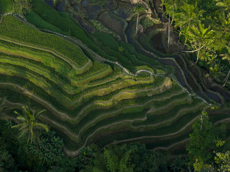Aerial view of the lush green Tegallalang Rice Terrace with winding paths and tropical palm trees in the landscape of Kecamatan Tegallalang Bali Indonesia. Aerial view of the lush green Tegallalang Rice Terrace with winding paths and tropical palm trees in the landscape of Kecamatan Tegallalang Bali Indonesia.
