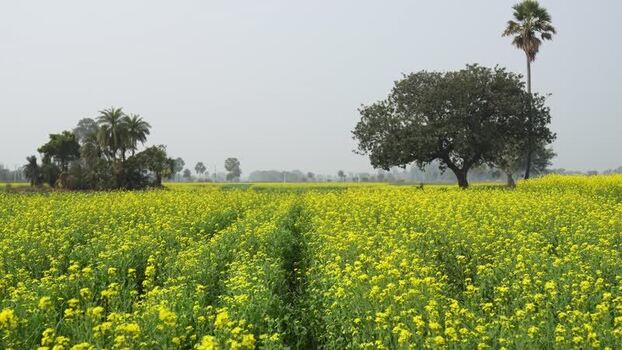 View of blooming mustard fields in Patna India. View of blooming mustard fields in Patna India.