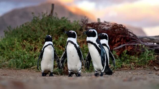 View of African penguins at Stoney Point Penguin Colony South Africa. View of African penguins at Stoney Point Penguin Colony South Africa.