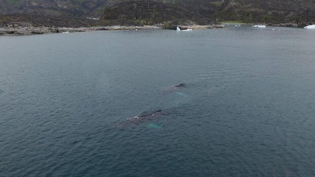 Aerial view of whales swimming near the rocky coastline Greenland. Aerial view of whales swimming near the rocky coastline Greenland.