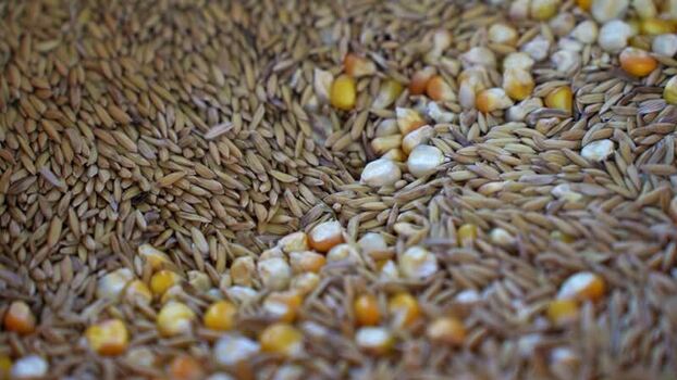 View of mixed rice husks and corn kernels Nepal.