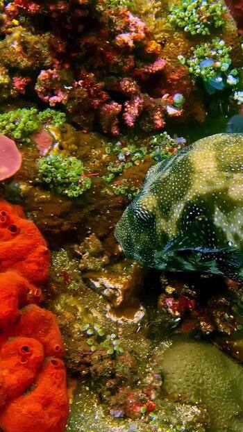 View of a spotted pufferfish near vibrant coral in Bali Indonesia. View of a spotted pufferfish near vibrant coral in Bali Indonesia.