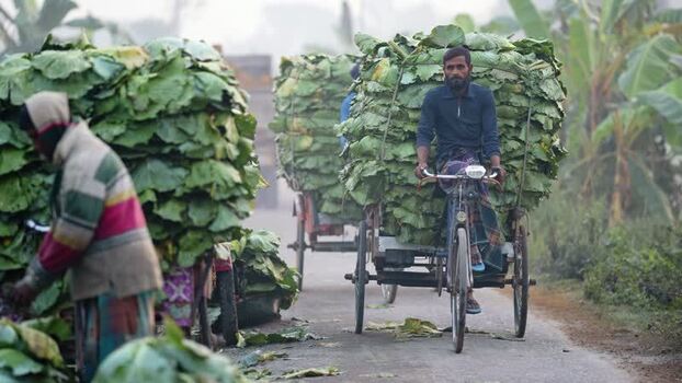 View of men transporting large leaf bundles on bicycles Bangladesh. View of men transporting large leaf bundles on bicycles Bangladesh.