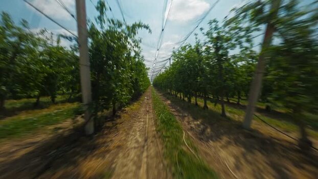 FPV aerial view of vineyard in Vojvodina Serbia.