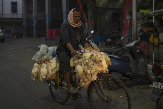 Kolkata India 06 December 2024 View of a man cycling through the streets his bicycle laden with raw chickens creating a striking contrast against the urban backdrop. Kolkata India 06 December 2024 View of a man cycling through the streets his bicycle laden with raw chickens creating a striking contrast against the urban backdrop.