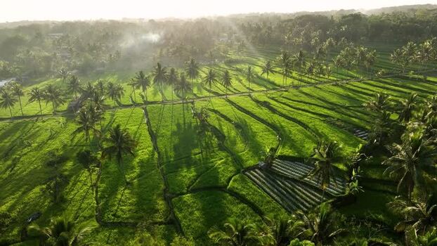 Aerial view of rice terraces in Cancangan Indonesia.