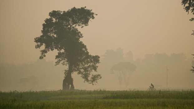 View of a silhouetted tree in a misty landscape Bangladesh.