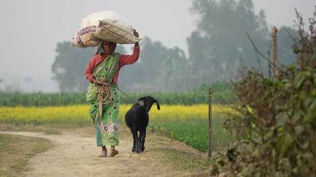 View of a woman carrying a sack and leading a goat Bangladesh.