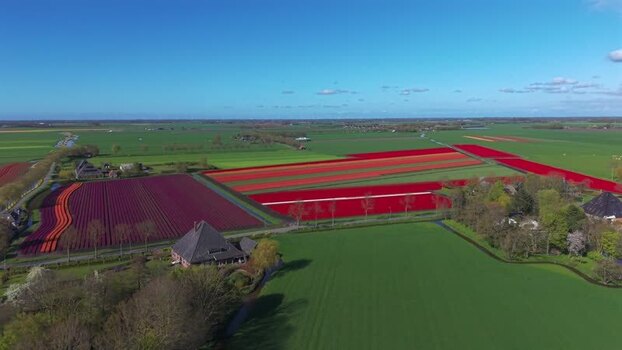 Aerial view of vibrant tulip fields in bloom and farmhouses Netherlands. Aerial view of vibrant tulip fields in bloom and farmhouses Netherlands.