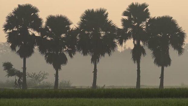 View of palm trees silhouetted against the morning mist Bangladesh.