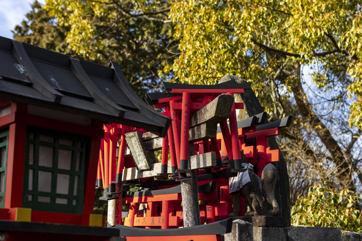 View of miniature red torii gates and a stone kitsune fox statue at a Shinto shrine with autumn foliage in Kyoto Kyoto Japan.