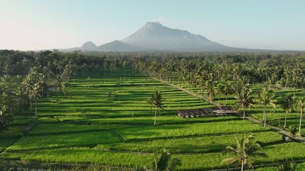 Aerial view of Mount Merapi and rice fields Indonesia.
