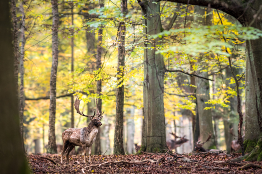 View of a fallow deer stag standing in an autumn forest with golden foliage and fallen leaves in Debrzno Pomeranian Voivodeship Poland. View of a fallow deer stag standing in an autumn forest with golden foliage and fallen leaves in Debrzno Pomeranian Voivodeship Poland.