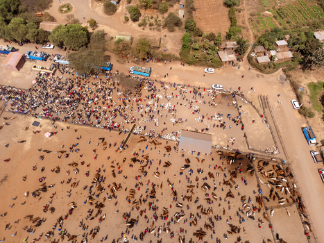 Aerial view of Kimana Animal Market with numerous cattle and goats being traded by local farmers on the dusty grounds surrounded by trucks and rural landscape in Kimana Kajiado County Kenya.