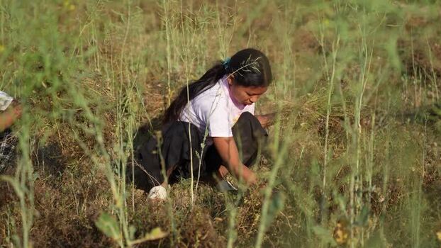 View of a young woman harvesting crops in a rural field Nepal.