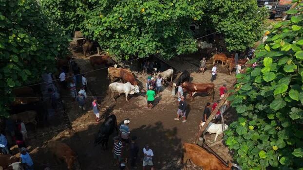 Aerial view of Animal Market Prambanan with livestock Indonesia. Aerial view of Animal Market Prambanan with livestock Indonesia.