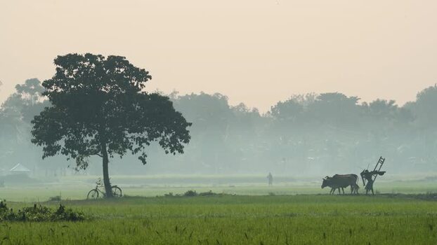 View of a farmer with oxen in a misty field in Bogura Bangladesh.