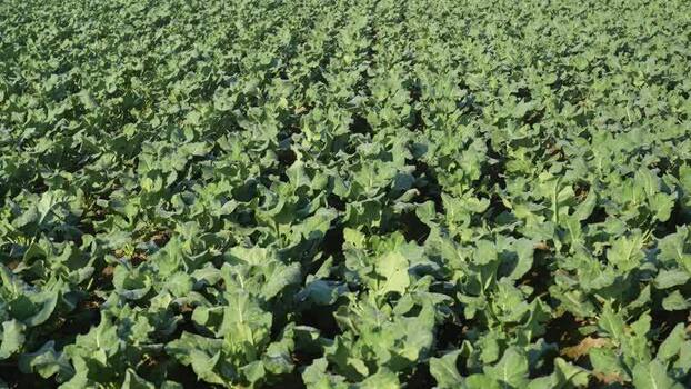 View of green cauliflower plants growing in rows in Bogura Bangladesh.