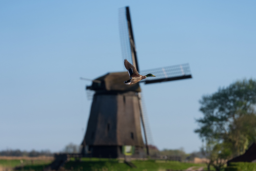 View of a mallard duck in flight with a traditional Dutch windmill and lush green trees under a clear blue sky in Ursem North Holland Netherlands. View of a mallard duck in flight with a traditional Dutch windmill and lush green trees under a clear blue sky in Ursem North Holland Netherlands.