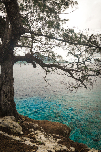 View of a tree on a rocky cliff overlooking the clear turquoise water of the sea in Indonesia. View of a tree on a rocky cliff overlooking the clear turquoise water of the sea in Indonesia.