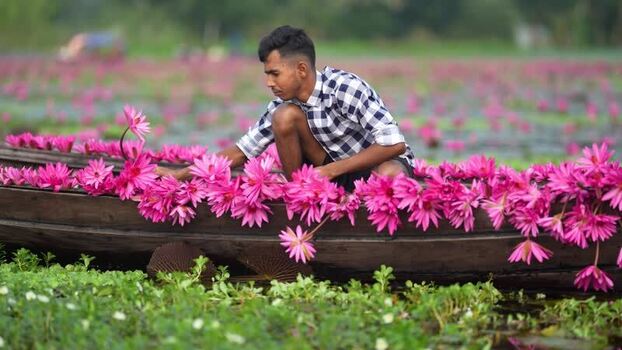 View of a man in a boat filled with pink water lilies Bangladesh. View of a man in a boat filled with pink water lilies Bangladesh.