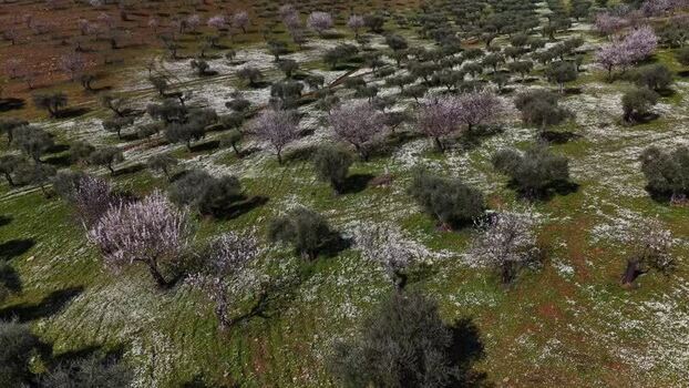 Aerial view of olive trees orchard Portugal.
