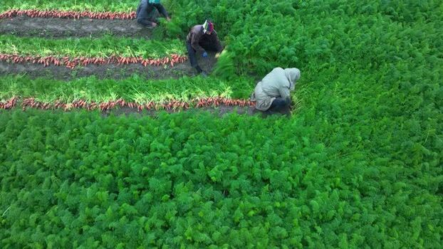 Aerial view of farmers harvesting carrots in a green field Bangladesh. Aerial view of farmers harvesting carrots in a green field Bangladesh.