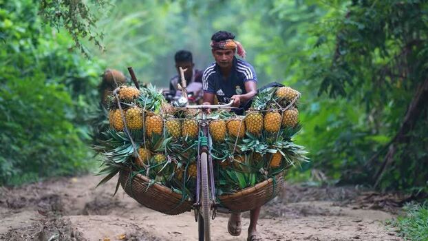View of a man pushing pineapples on a bicycle in Madhupur Bangladesh. View of a man pushing pineapples on a bicycle in Madhupur Bangladesh.